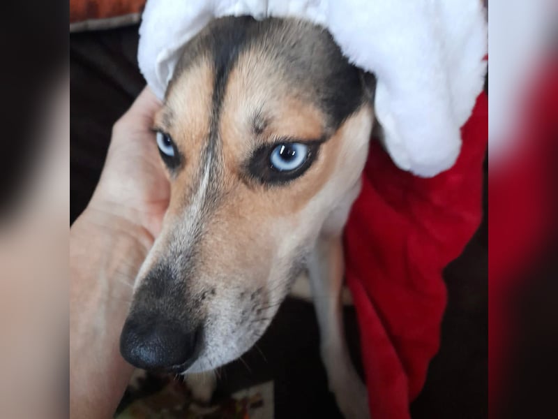 Zuckermaus Ronja sucht ihr Zuhause ❤️