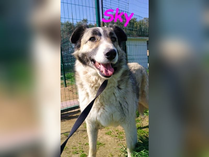 Sky geb. 08/2020 (GRC) - anhängliche, zurückhaltende und neugierige hübsche Hündin!