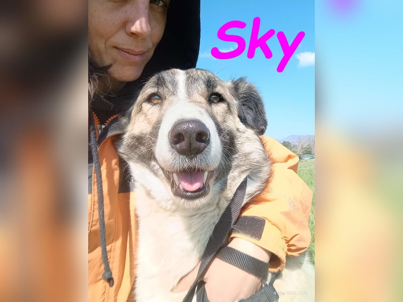 Sky geb. 08/2020 (GRC) - anhängliche, zurückhaltende und neugierige hübsche Hündin!