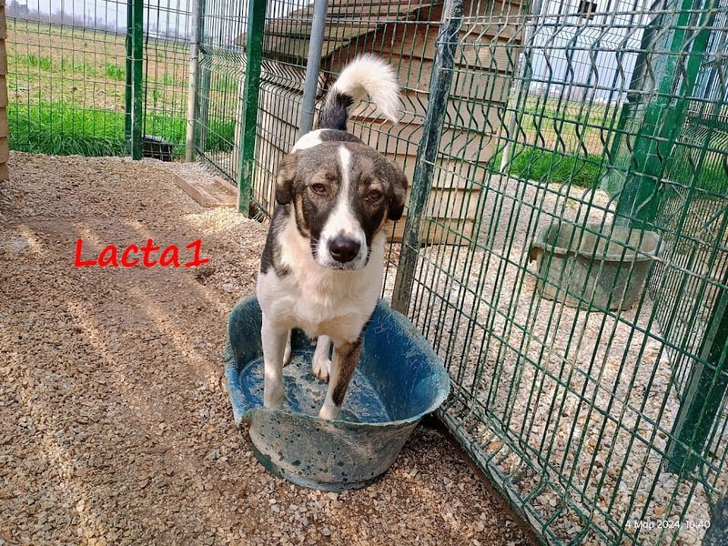 Lacta1 03/2023 (GRC) - menschenbezogenes, junges Mädchen sucht Familie!
