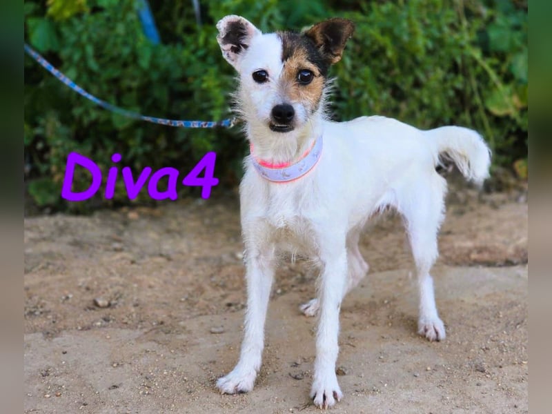 Diva4 05/2022 (ESP) - vertrauensvolle und anhängliche, sehr liebevolle Hündin!