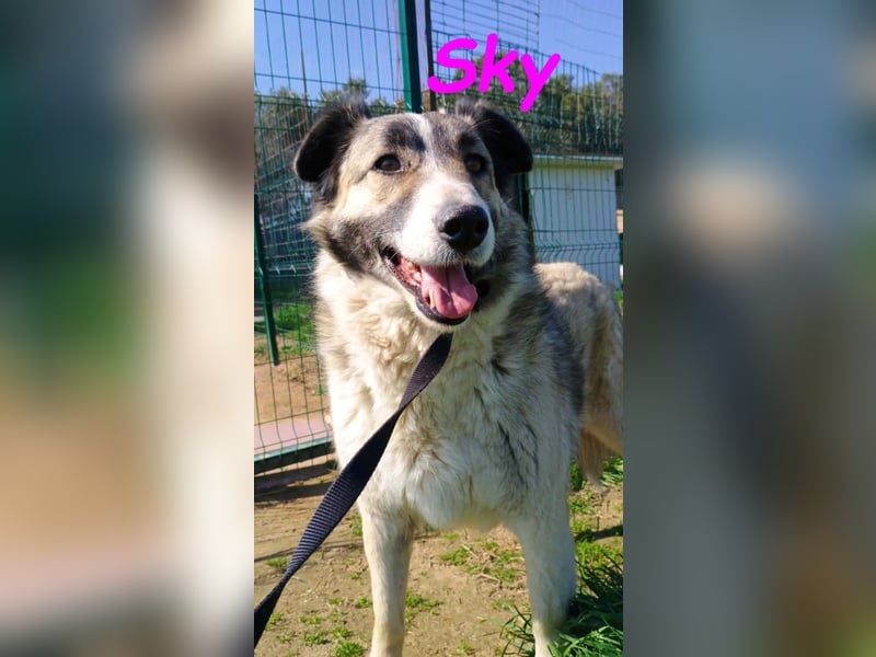 Sky geb. 08/2020 (GRC) - anhängliche, zurückhaltende und neugierige hübsche Hündin!