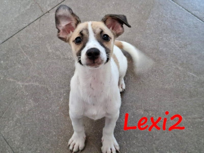 Lexi2 geb. 04/2025 (GRC) - verspielte, zuckersüße kleine Welpin!