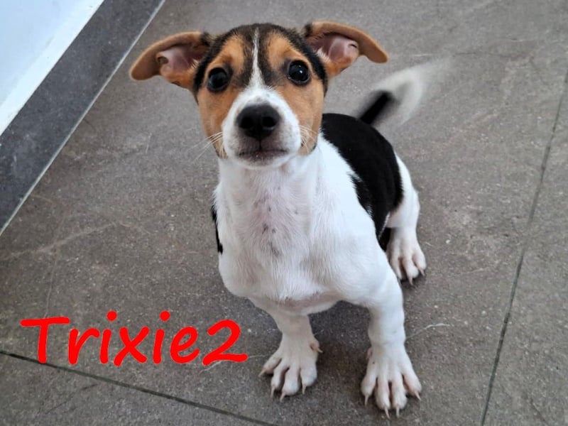 Trixie2 geb. 04/2025 (GRC) - verspielte, zuckersüße kleine Welpin!