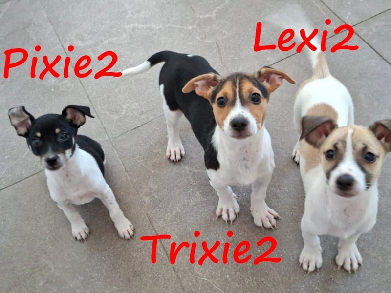 Pixie2 geb. 04/2025 (GRC) - freundliche, goldige kleine Welpin!
