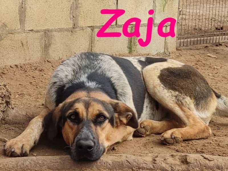 Zaja 12/2023 (ESP) - aufgeschlossene, fröhliche und anhängliche Junghündin!