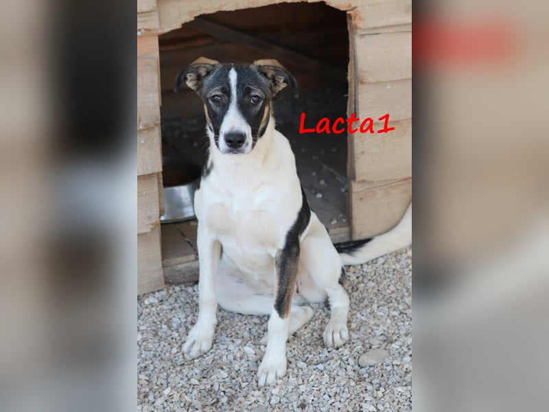 Lacta1 03/2023 (GRC) - menschenbezogenes, junges Mädchen sucht Familie!