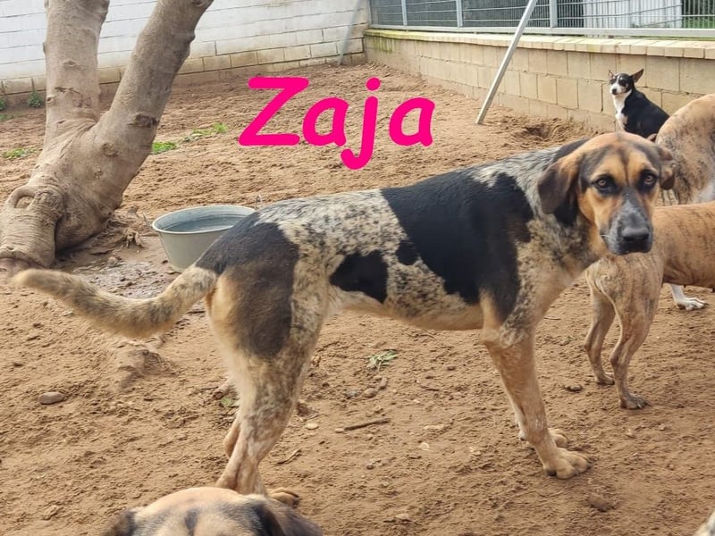 Zaja 12/2023 (ESP) - aufgeschlossene, fröhliche und anhängliche Junghündin!
