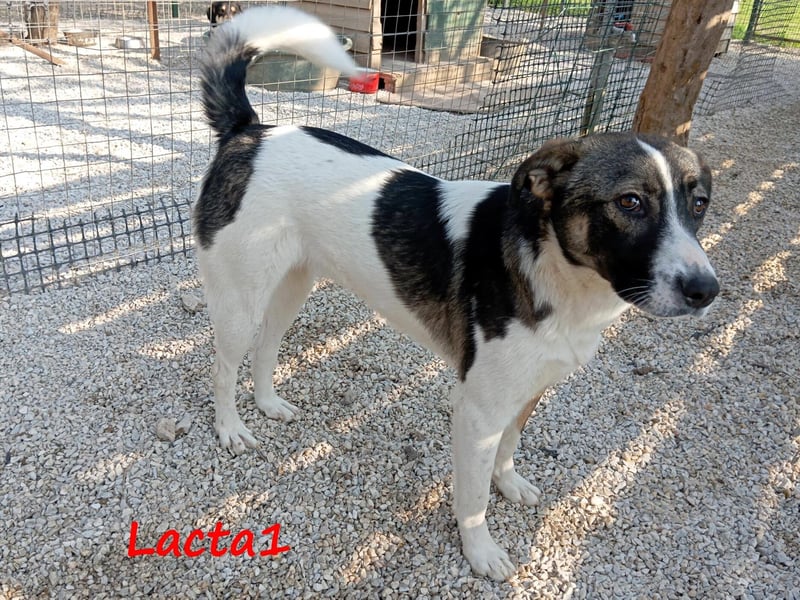 Lacta1 03/2023 (GRC) - menschenbezogenes, junges Mädchen sucht Familie!