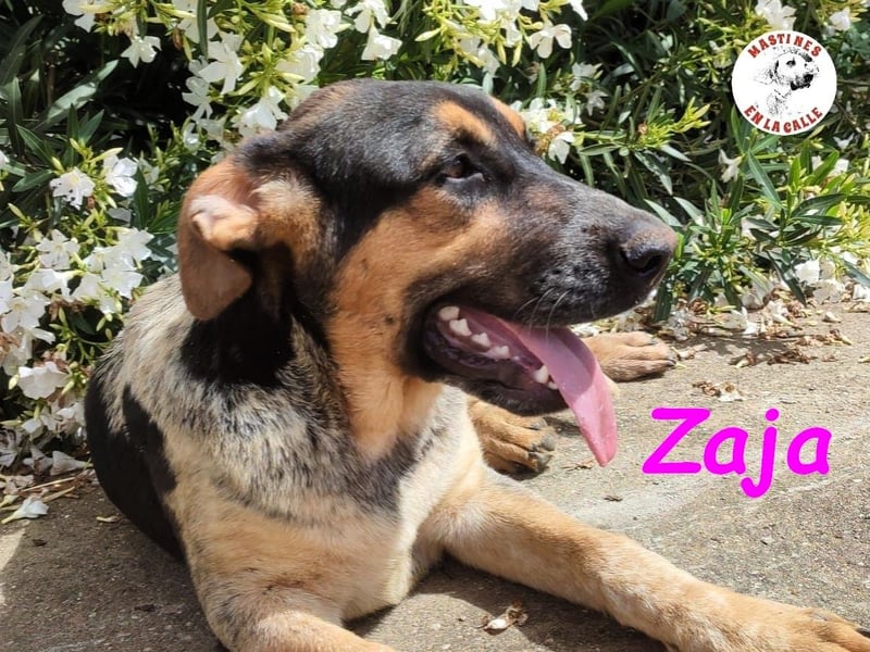 Zaja 12/2023 (ESP) - aufgeschlossene, fröhliche und anhängliche Junghündin!
