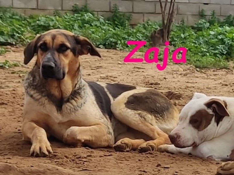 Zaja 12/2023 (ESP) - aufgeschlossene, fröhliche und anhängliche Junghündin!