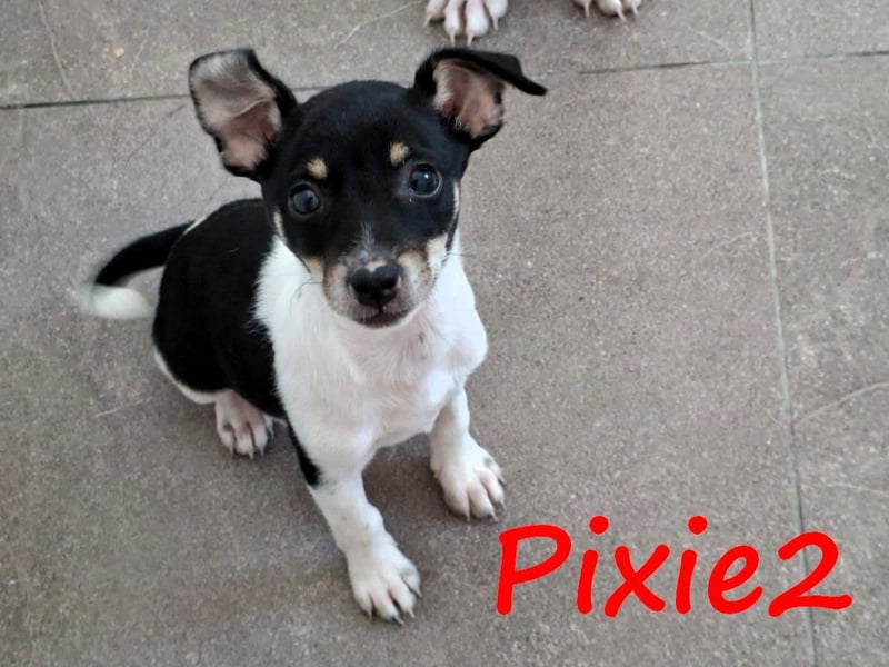 Pixie2 geb. 04/2025 (GRC) - freundliche, goldige kleine Welpin!
