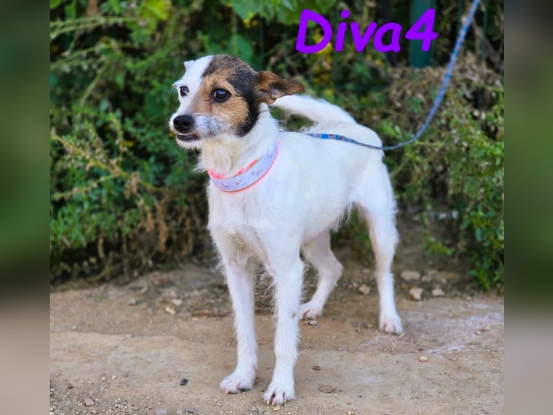 Diva4 05/2022 (ESP) - vertrauensvolle und anhängliche, sehr liebevolle Hündin!