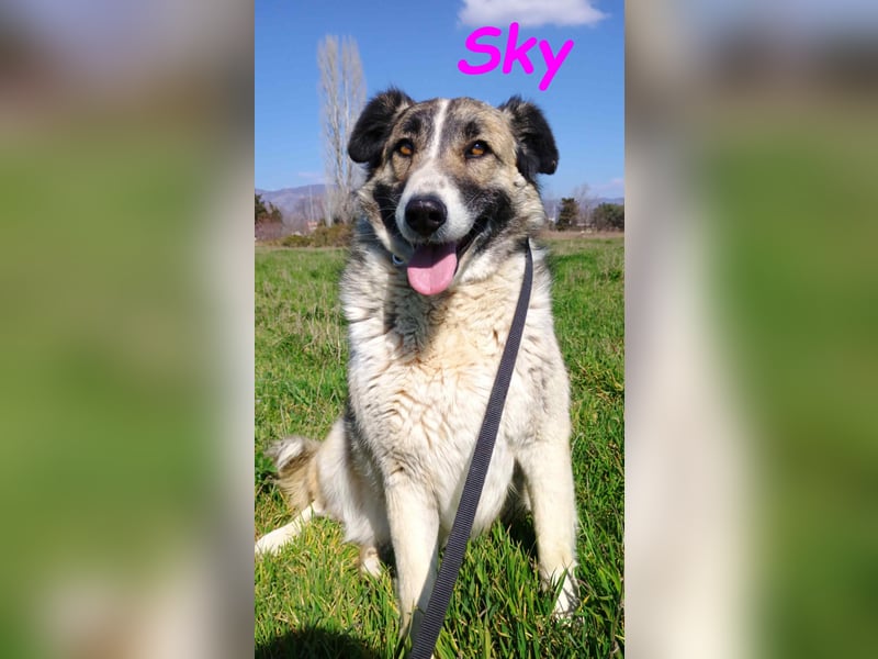 Sky geb. 08/2020 (GRC) - anhängliche, zurückhaltende und neugierige hübsche Hündin!