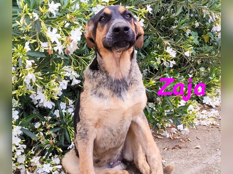 Zaja 12/2023 (ESP) - aufgeschlossene, fröhliche und anhängliche Junghündin!