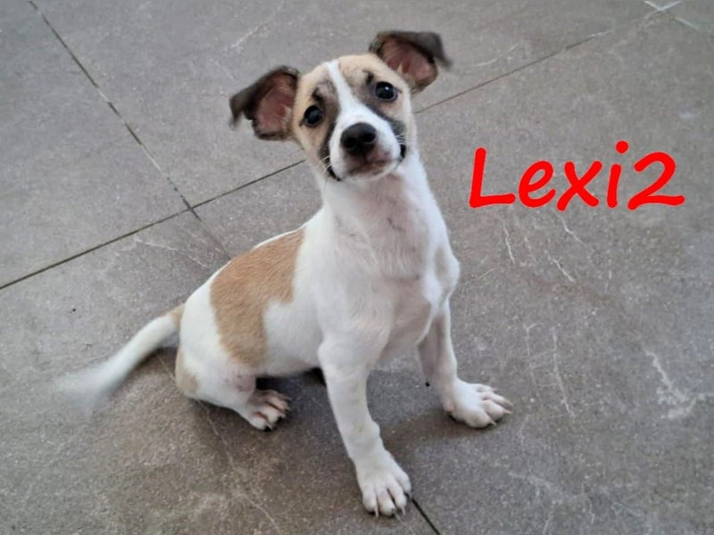 Lexi2 geb. 04/2025 (GRC) - verspielte, zuckersüße kleine Welpin!