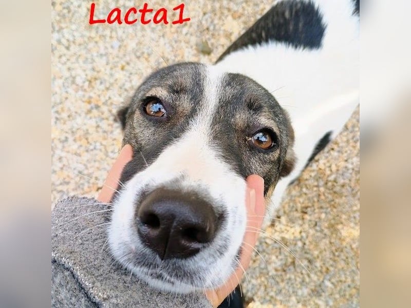 Lacta1 03/2023 (GRC) - menschenbezogenes, junges Mädchen sucht Familie!