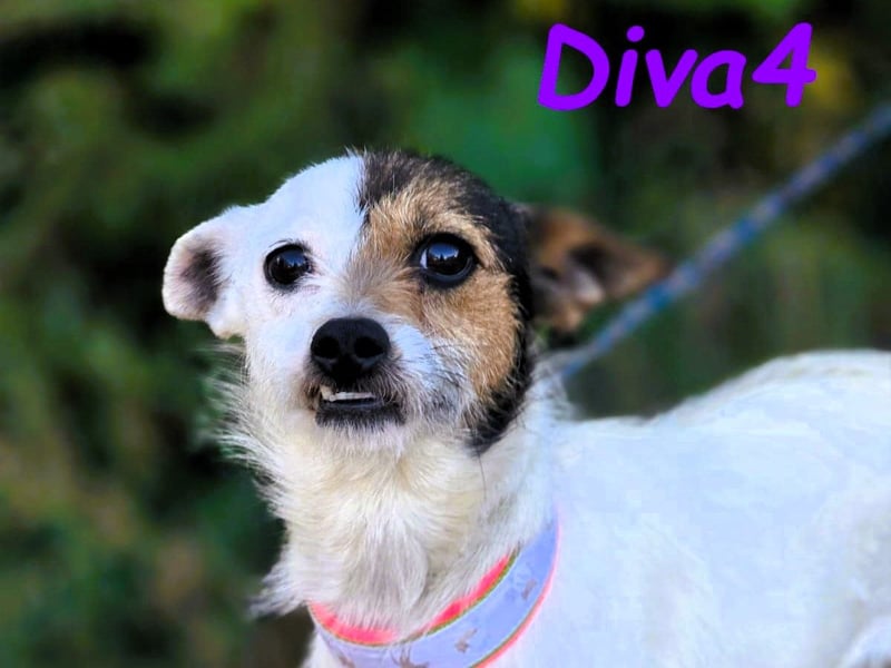 Diva4 05/2022 (ESP) - vertrauensvolle und anhängliche, sehr liebevolle Hündin!