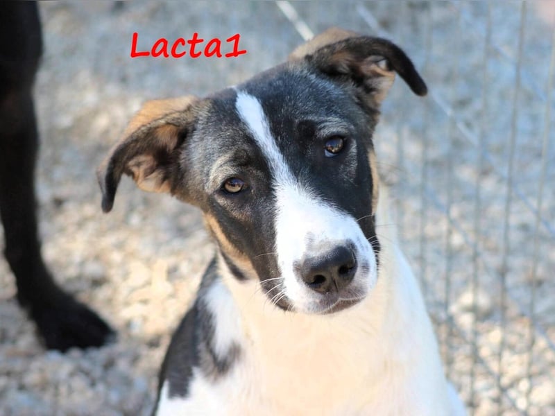 Lacta1 03/2023 (GRC) - menschenbezogenes, junges Mädchen sucht Familie!