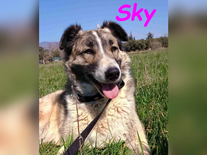 Sky geb. 08/2020 (GRC) - anhängliche, zurückhaltende und neugierige hübsche Hündin!