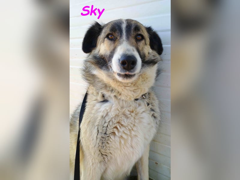 Sky geb. 08/2020 (GRC) - anhängliche, zurückhaltende und neugierige hübsche Hündin!