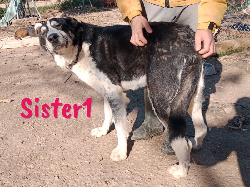 Sister1 01/2022 (ESP) - sehr liebevolle, ruhige und entspannte, große Kuschelmaus!