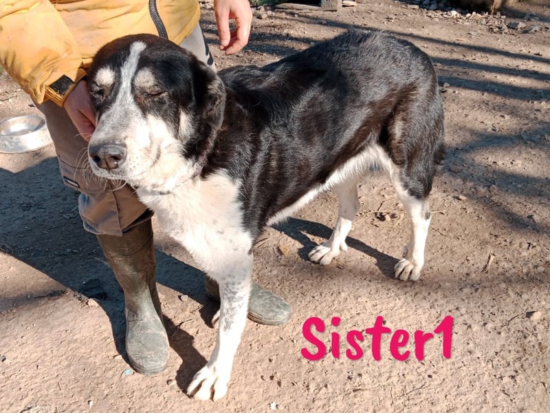 Sister1 01/2022 (ESP) - sehr liebevolle, ruhige und entspannte, große Kuschelmaus!