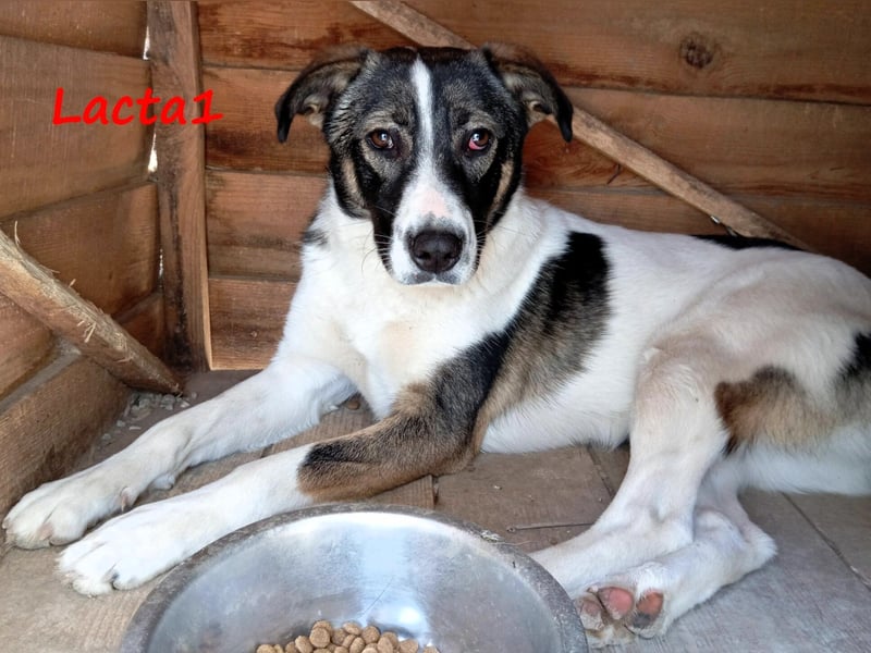 Lacta1 03/2023 (GRC) - menschenbezogenes, junges Mädchen sucht Familie!
