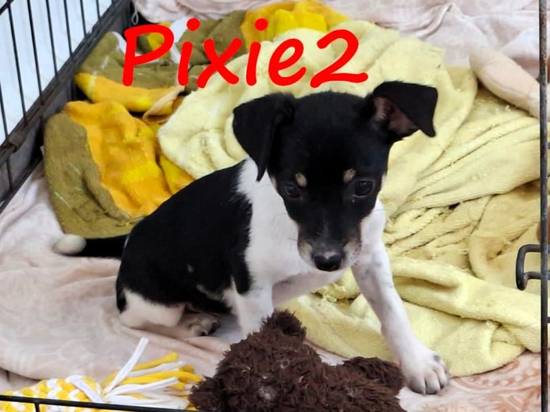 Pixie2 geb. 04/2025 (GRC) - freundliche, goldige kleine Welpin!