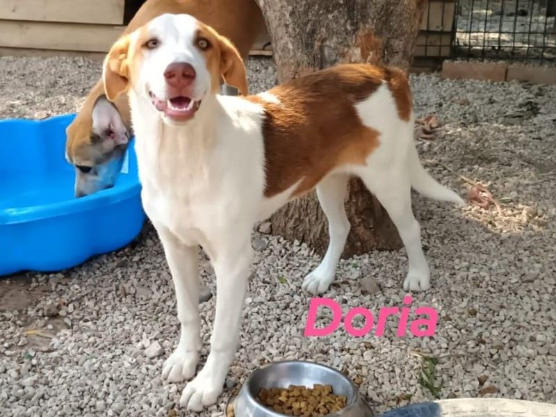 Doria geb. 12/2024 (GRC) - verspielte und verschmuste, kleine Welpin!