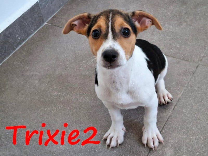 Trixie2 geb. 04/2025 (GRC) - verspielte, zuckersüße kleine Welpin!