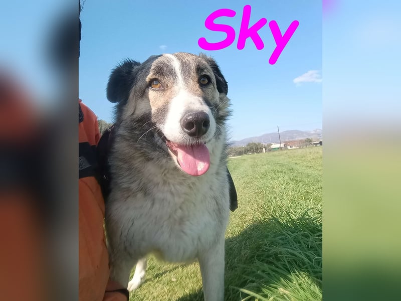 Sky geb. 08/2020 (GRC) - anhängliche, zurückhaltende und neugierige hübsche Hündin!