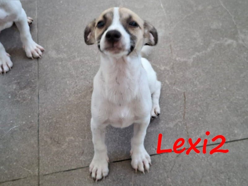 Lexi2 geb. 04/2025 (GRC) - verspielte, zuckersüße kleine Welpin!