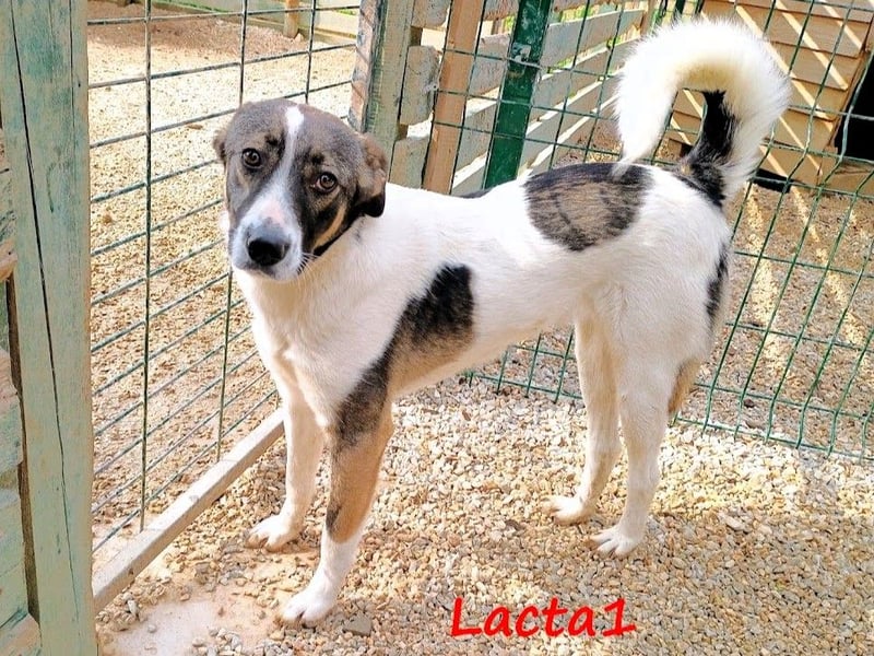 Lacta1 03/2023 (GRC) - menschenbezogenes, junges Mädchen sucht Familie!
