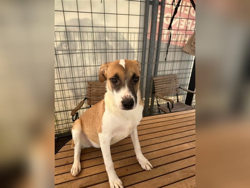 Die liebenswerte BOUNTY sucht ihr Zuhause!