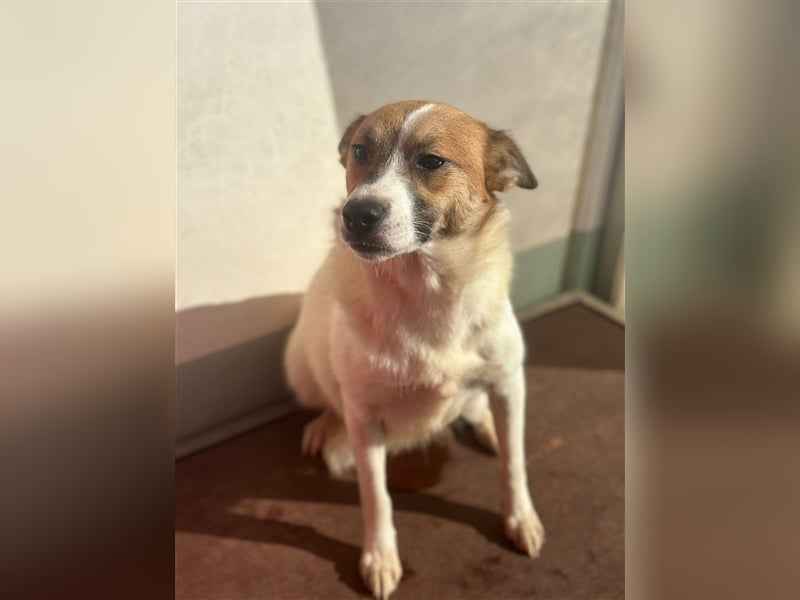 Adel – für Menschen, die lieber einen Hund richtig lieben als zwei halb“