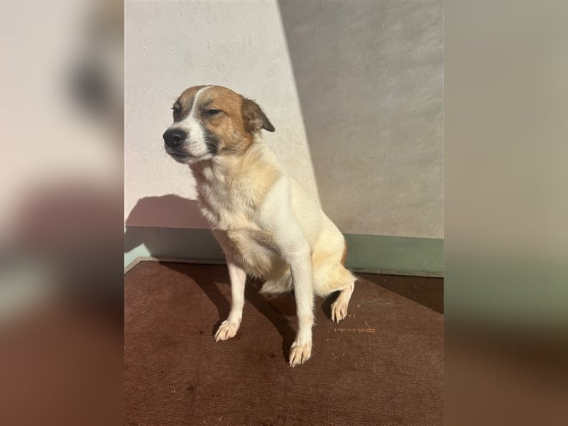 Adel – für Menschen, die lieber einen Hund richtig lieben als zwei halb“