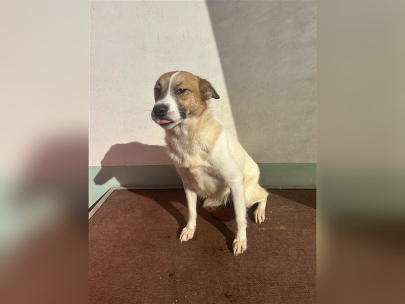 Adel – für Menschen, die lieber einen Hund richtig lieben als zwei halb“