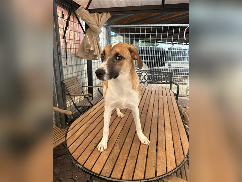 Die liebenswerte BOUNTY sucht ihr Zuhause!