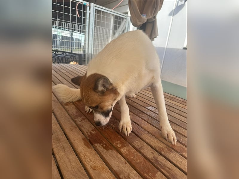 Adel – für Menschen, die lieber einen Hund richtig lieben als zwei halb“