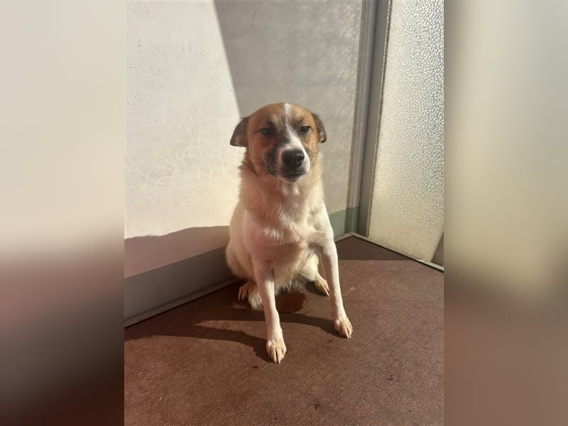 Adel – für Menschen, die lieber einen Hund richtig lieben als zwei halb“