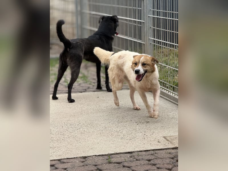 Adel – für Menschen, die lieber einen Hund richtig lieben als zwei halb“