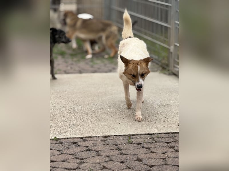Adel – für Menschen, die lieber einen Hund richtig lieben als zwei halb“