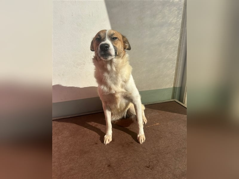 Adel – für Menschen, die lieber einen Hund richtig lieben als zwei halb“