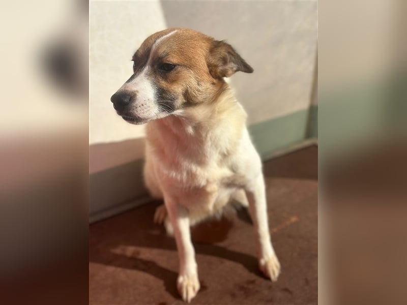 Adel – für Menschen, die lieber einen Hund richtig lieben als zwei halb“