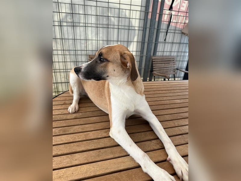 Die liebenswerte BOUNTY sucht ihr Zuhause!