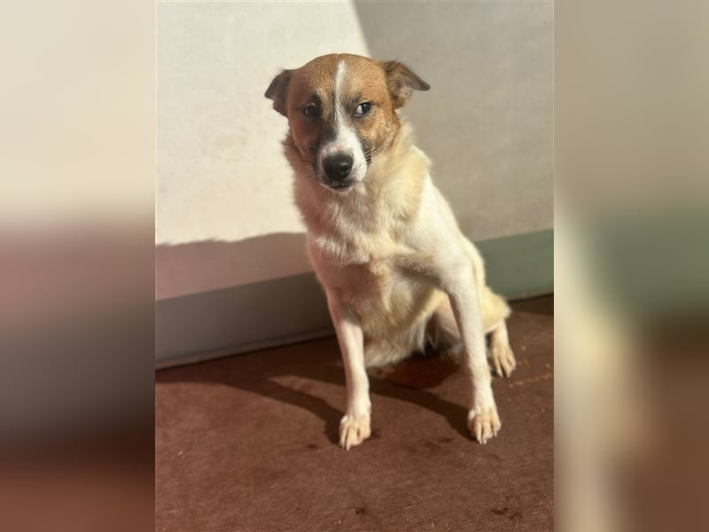 Adel – für Menschen, die lieber einen Hund richtig lieben als zwei halb“