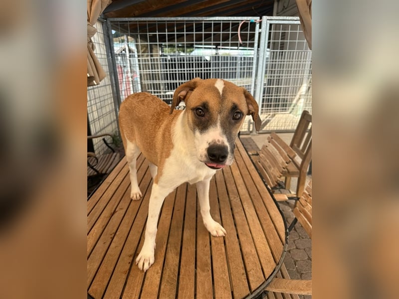 Die liebenswerte BOUNTY sucht ihr Zuhause!