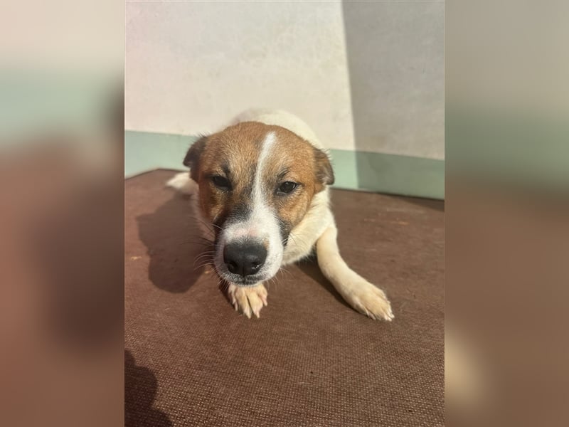 Adel – für Menschen, die lieber einen Hund richtig lieben als zwei halb“