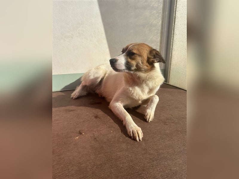 Adel – für Menschen, die lieber einen Hund richtig lieben als zwei halb“